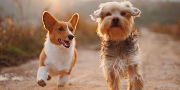 Arthrose du chien : Les traitements naturels pour soulager
